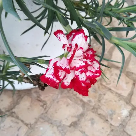 Casa Toscano 4* Lagos